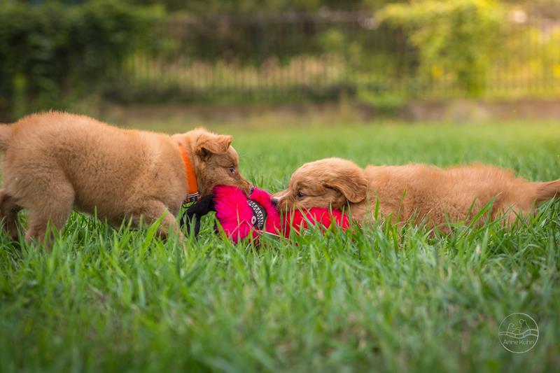 NELLY i MIRU ze szczeniaczkami