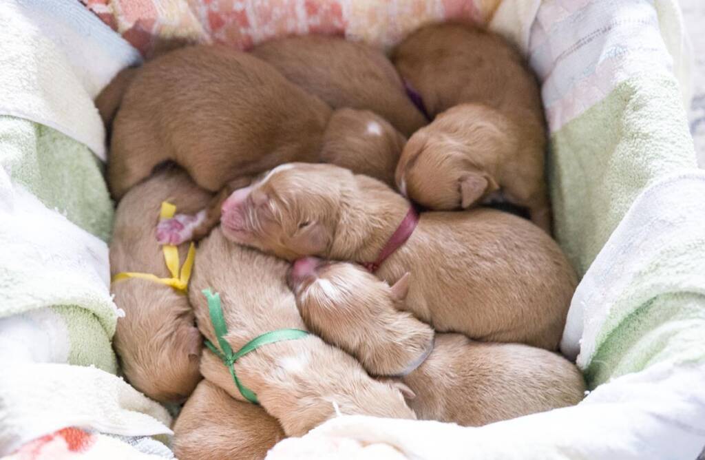 Narodziny szczeniaczków - miot LADY & BAVEN